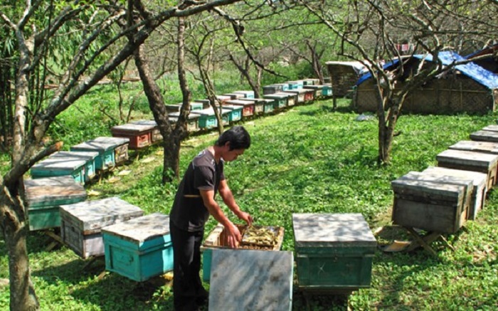 푸꾸옥 꿀벌 농장