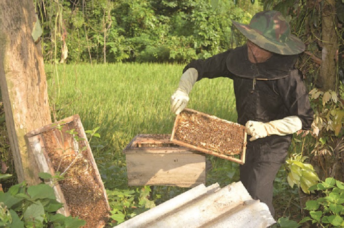 푸꾸옥 꿀벌 농장